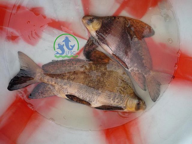 3、在某客户养殖现场打捞起的中华胭脂鱼