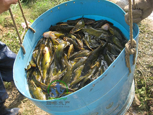 8、打捞起的黄骨鱼成品，个体均匀。