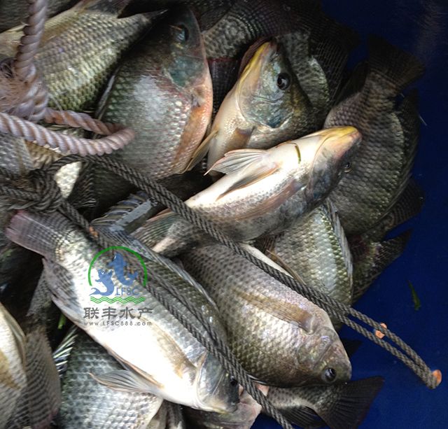 5、公司某客户养殖现场养殖出的罗非鱼成品（1）