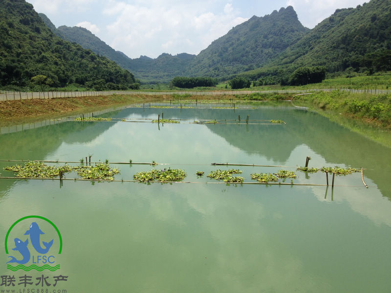 广州联丰水产为清远某泥鳅养殖现场策划的成功养殖案例展示