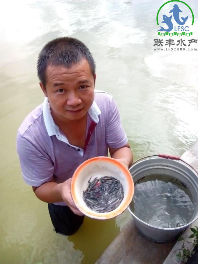 随机打捞的台湾泥鳅，从图中可以看出，泥鳅苗规格均匀